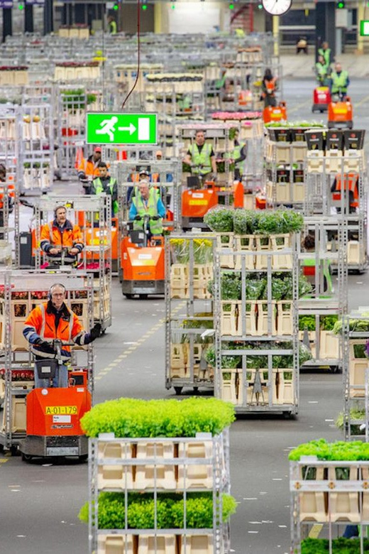 Aalsmeer: Flower Auction Royal Flora Holland Entry Ticket - Why Aalsmeer feels different from a garden visit