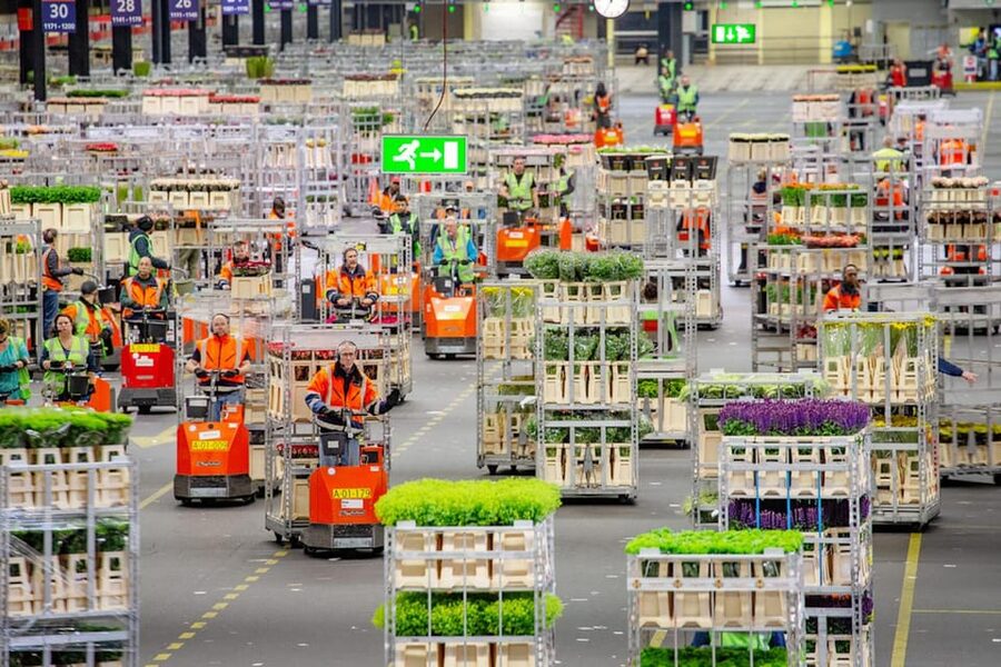 Aalsmeer: Flower Auction Royal Flora Holland Entry Ticket - A self-guided route with useful audio support