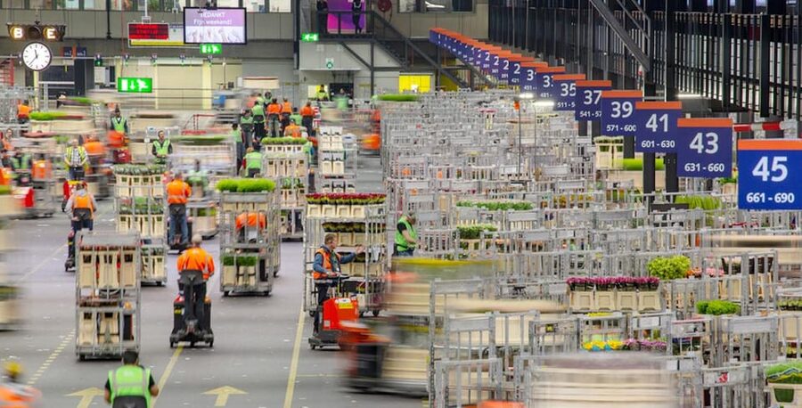Aalsmeer: Flower Auction Royal Flora Holland Entry Ticket - What the $14 ticket is really buying