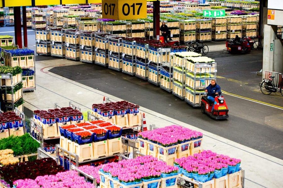 Aalsmeer: Flower Auction Royal Flora Holland Entry Ticket - Who will enjoy Royal FloraHolland most