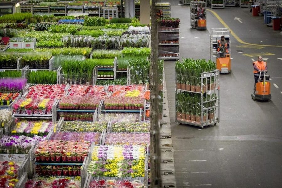 Aalsmeer: Flower Auction Royal Flora Holland Entry Ticket - Final call: book it for the working world behind flowers