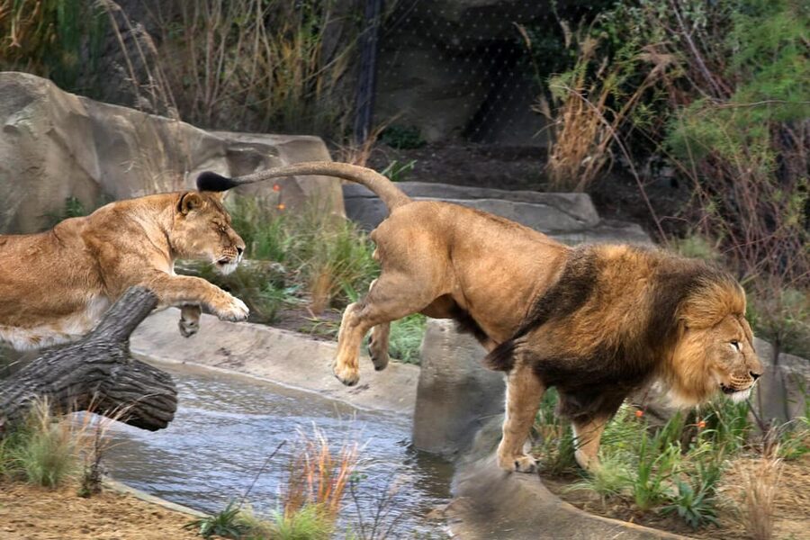 Amsterdam: ARTIS Royal Zoo and ARTIS Groote Museum Ticket - Key points at a glance