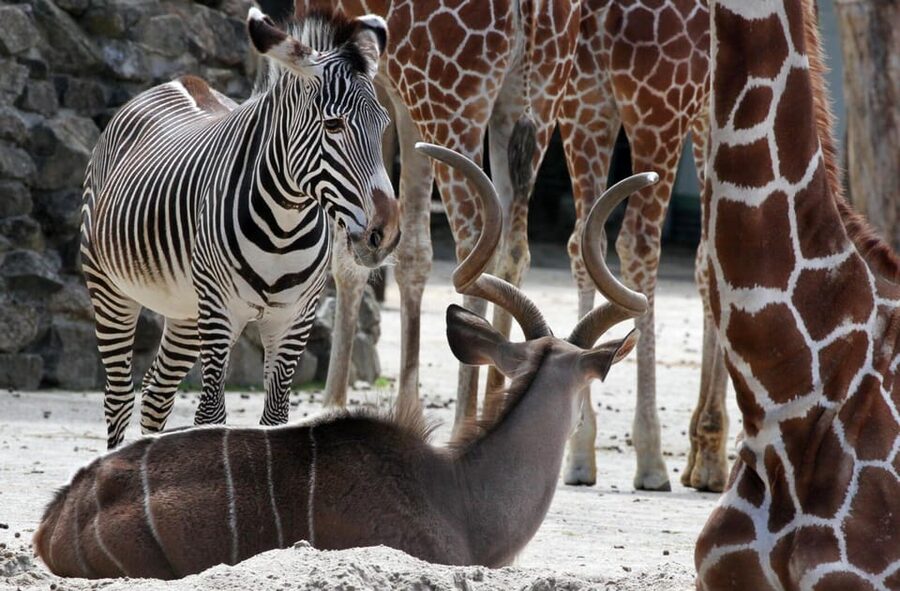 Amsterdam: ARTIS Royal Zoo and ARTIS Groote Museum Ticket - Practical details for planning your day