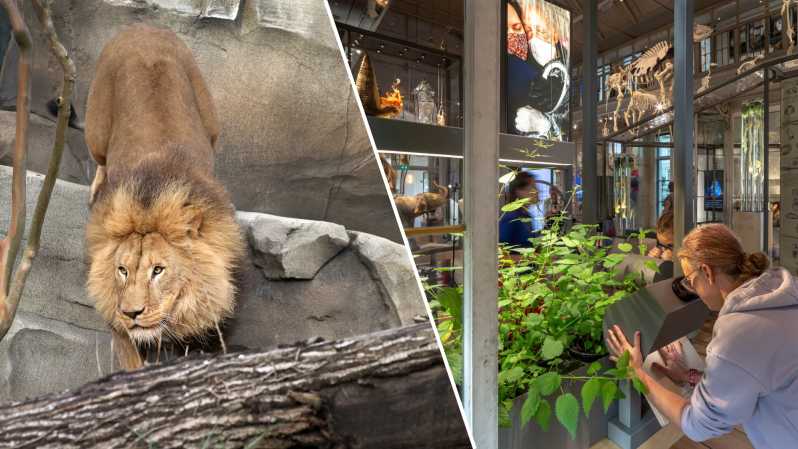 Amsterdam: ARTIS Royal Zoo and ARTIS Groote Museum Ticket - The elephant calves and the Elephant Expedition