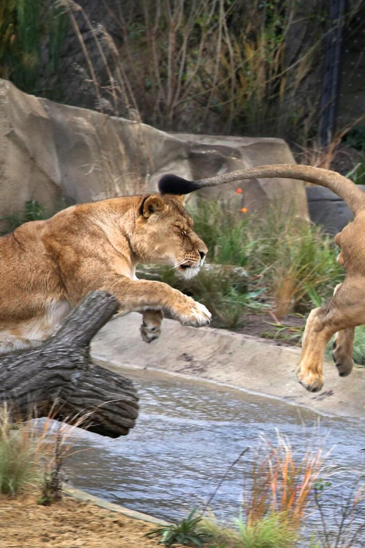 Amsterdam: ARTIS Royal Zoo and ARTIS Groote Museum Ticket - Madagascar, lemurs, turtles, and small-clawed otters