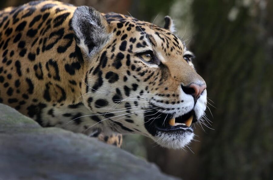 Amsterdam: ARTIS Royal Zoo and ARTIS Groote Museum Ticket - Lions, gorillas, penguins, and a useful change of pace