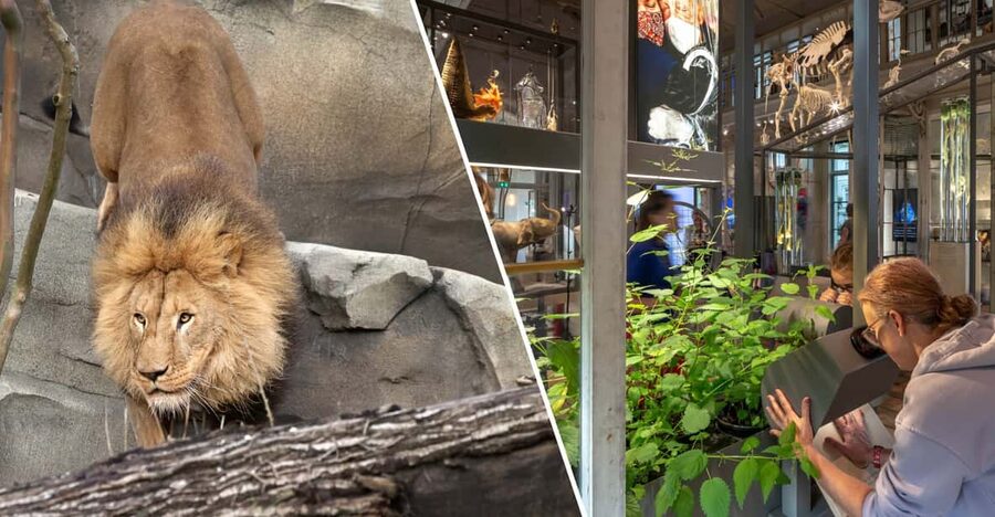 Amsterdam: ARTIS Royal Zoo and ARTIS Groote Museum Ticket - Moving into one of the world’s oldest zoos