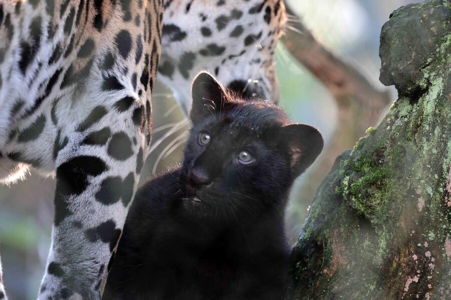 Amsterdam: Artis Royal Zoo & ARTIS-Micropia Combo Ticket - Why ARTIS works so well for a day in Amsterdam