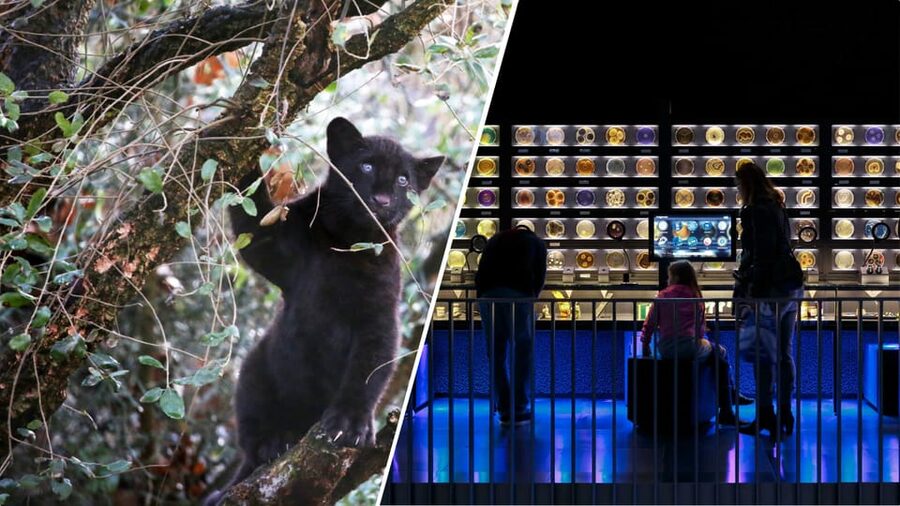Amsterdam: Artis Royal Zoo & ARTIS-Micropia Combo Ticket - Why the zoo feels bigger than it looks
