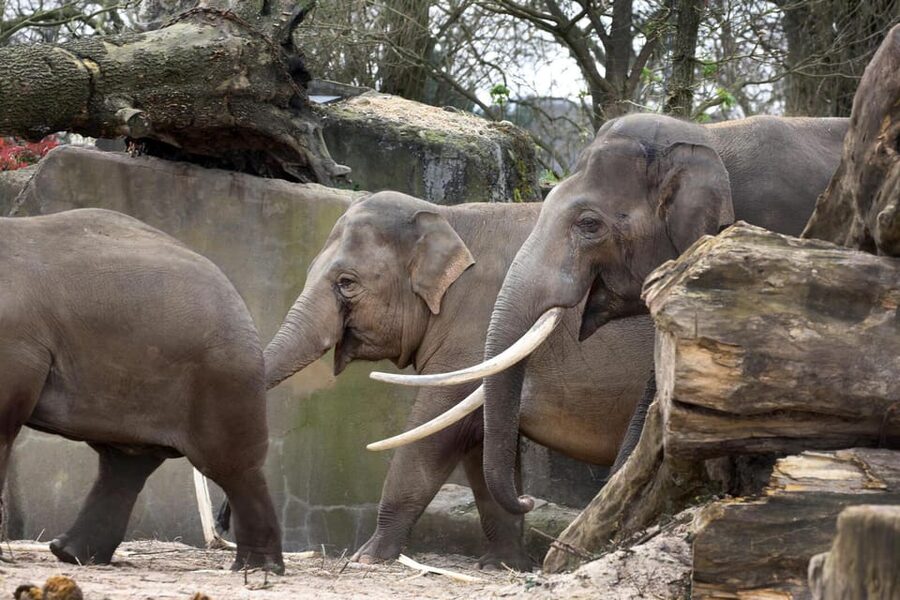 Amsterdam: Artis Royal Zoo & ARTIS-Micropia Combo Ticket - The Planetarium adds an indoor change of pace