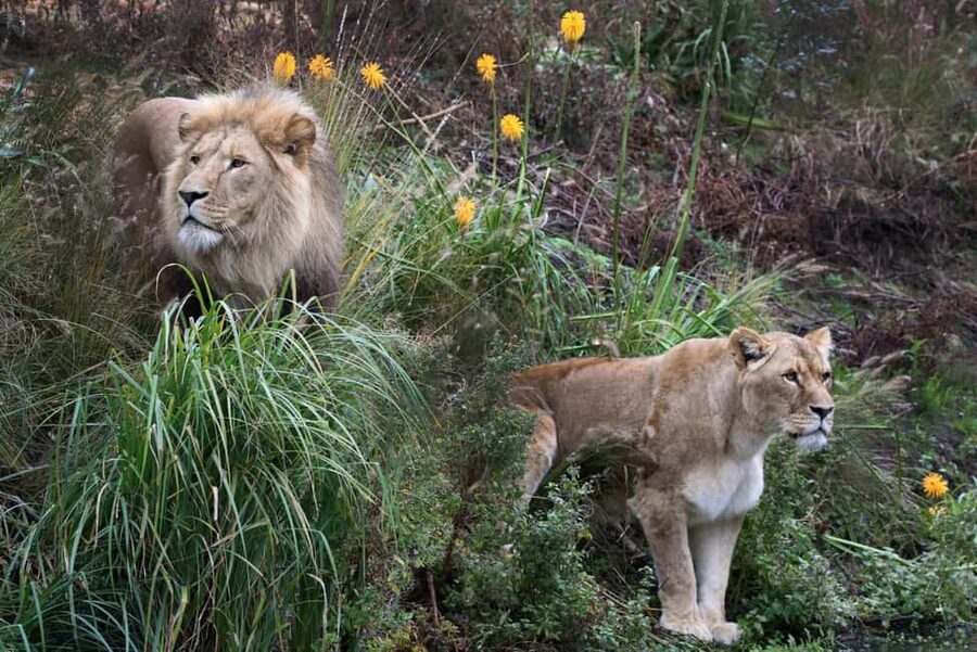 Amsterdam: ARTIS Royal Zoo Entry Ticket - Key points to know before you go