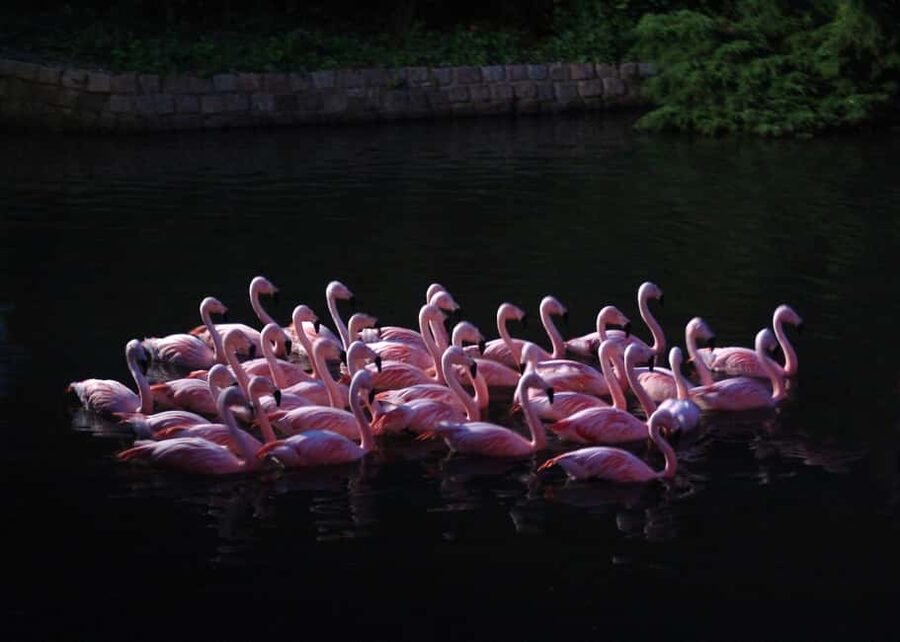 Amsterdam: ARTIS Royal Zoo Entry Ticket - How long to stay and when to arrive