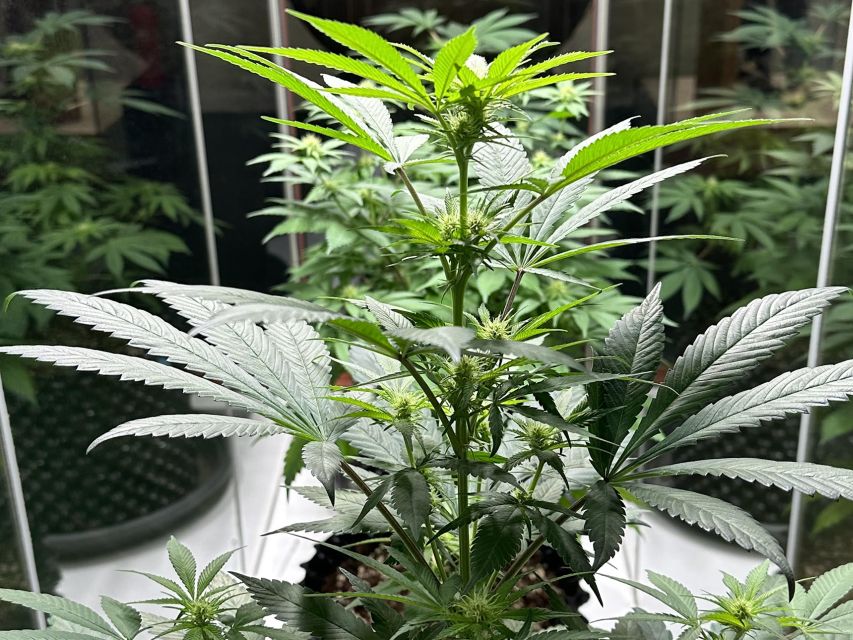 Amsterdam: Cannabis Museum Entry Ticket - Is $14 a fair price?