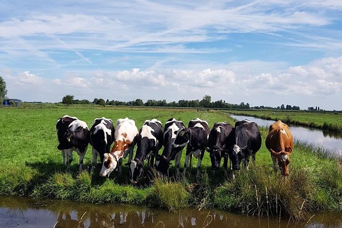 Amsterdam City & Countryside Tour: The Best of both Worlds - What the private vehicle changes