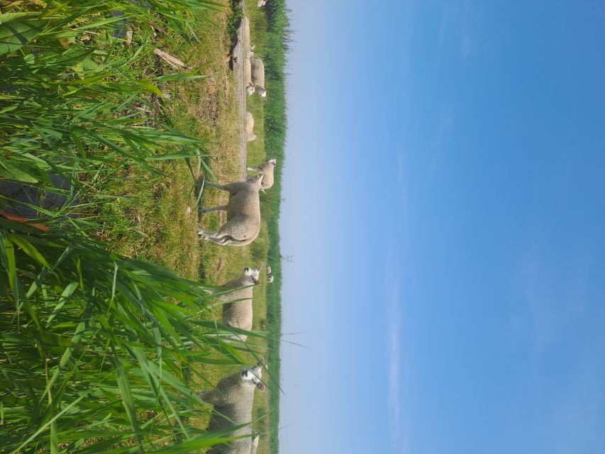 Amsterdam: Countryside Bike and Kayak Guided Tour - Who will enjoy this outing most