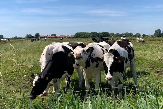 Amsterdam Countryside Bike and Kayak Tour - How much fitness do you need?