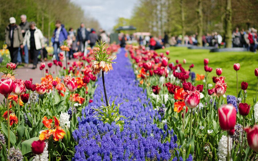 Amsterdam: Day Tour Keukenhof and Zaanse Schans Windmills - Timing problems and how to avoid them