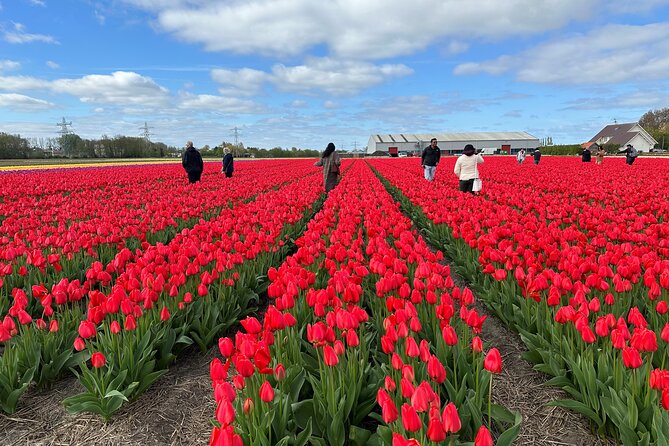 Amsterdam: Day trip to Tulip Farm, Keukenhof + Windmill Cruise - A full day in Dutch flower country