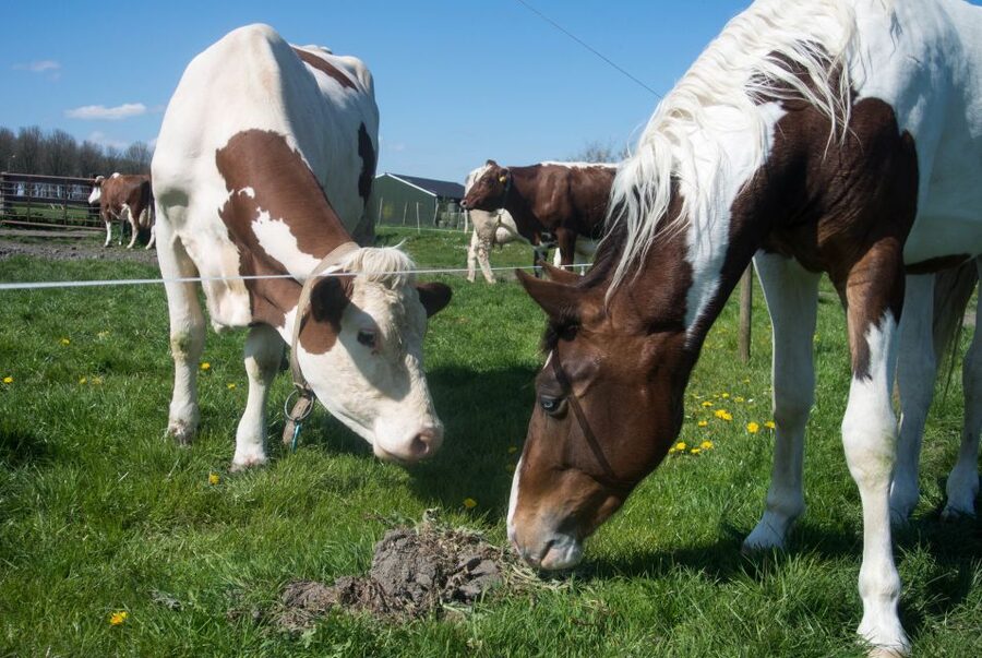 Amsterdam: Full-Day Countryside Tour - Who will enjoy this day most