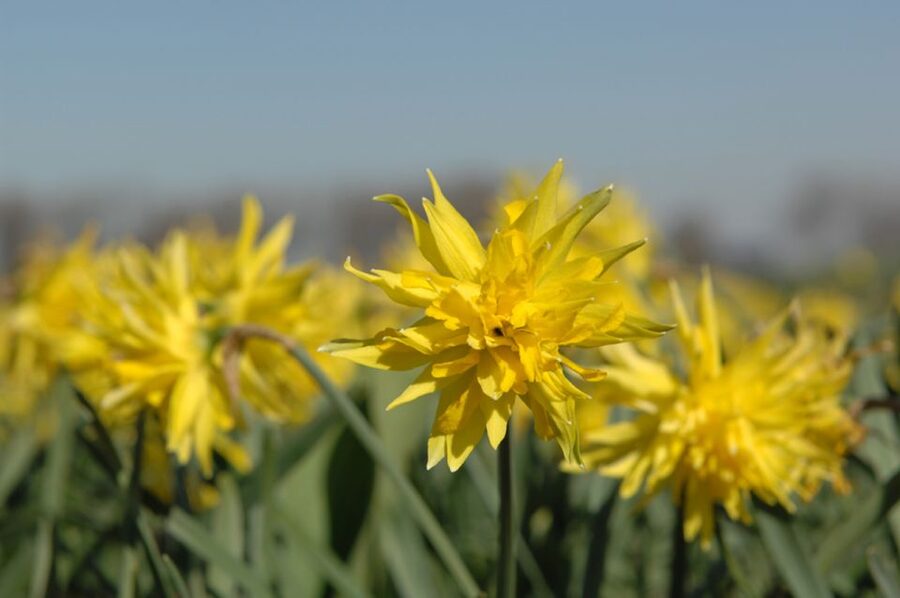 Amsterdam: Half-Day Flower Fields and Keukenhof Bicycle Tour - What the nursery visit adds
