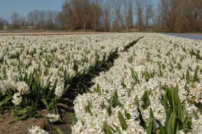 Half-Day Flower Fields and Keukenhof Bicycle Tour