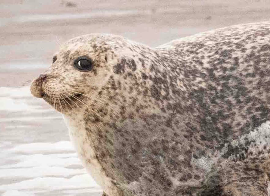Amsterdam: Half-Day Seal Safari at Waddensea UNESCO Site - What I would check before booking