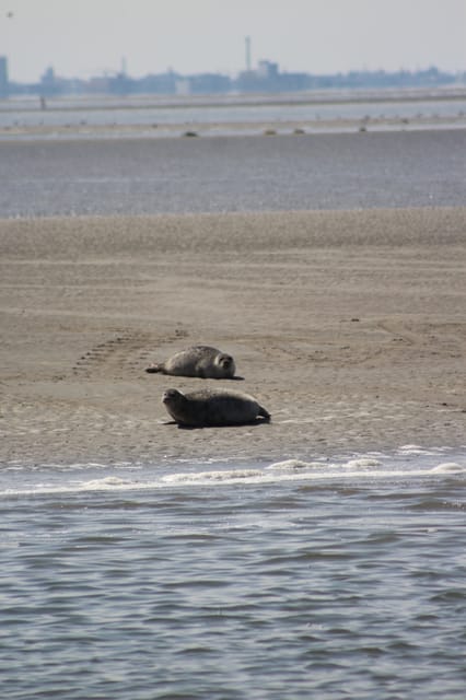 Amsterdam: Half-Day Seal Safari at Waddensea UNESCO Site - From Amsterdam to North Holland by van