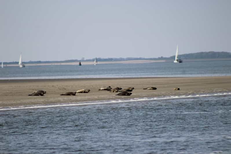Amsterdam: Half-Day Seal Safari at Waddensea UNESCO Site - The two-hour seal-watching boat ride