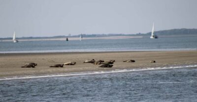 Half-Day Seal Safari at Waddensea UNESCO Site
