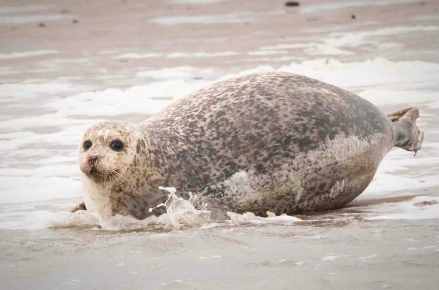 Amsterdam: Half-Day Seal Safari at Waddensea UNESCO Site - Guides, group atmosphere, and useful extras
