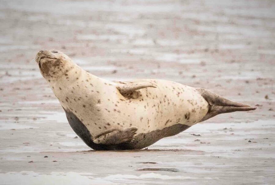 Amsterdam: Half-Day Seal Safari at Waddensea UNESCO Site - Timing, clothing, and pickup advice