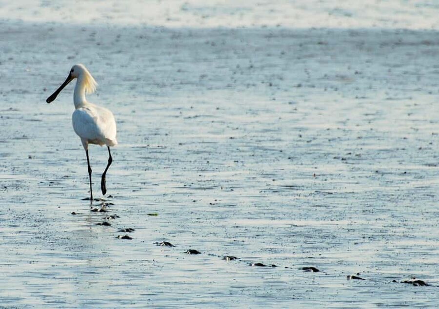 Amsterdam: Half-Day Seal Safari at Waddensea UNESCO Site - Who will enjoy this day trip most?