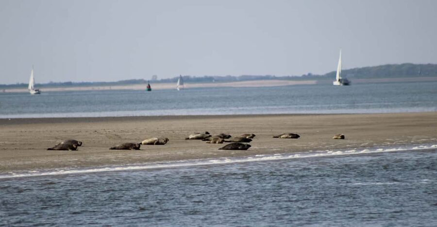 Amsterdam: Half-Day Seal Safari at Waddensea UNESCO Site - Why the Wadden Sea matters