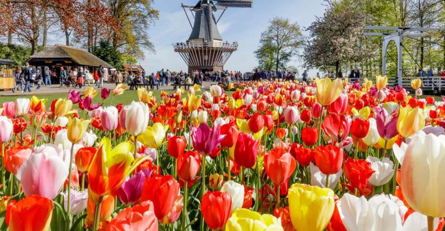 Amsterdam: Keukenhof and Zaanse Schans Live Guided Day Tour - What makes the guided garden walk useful