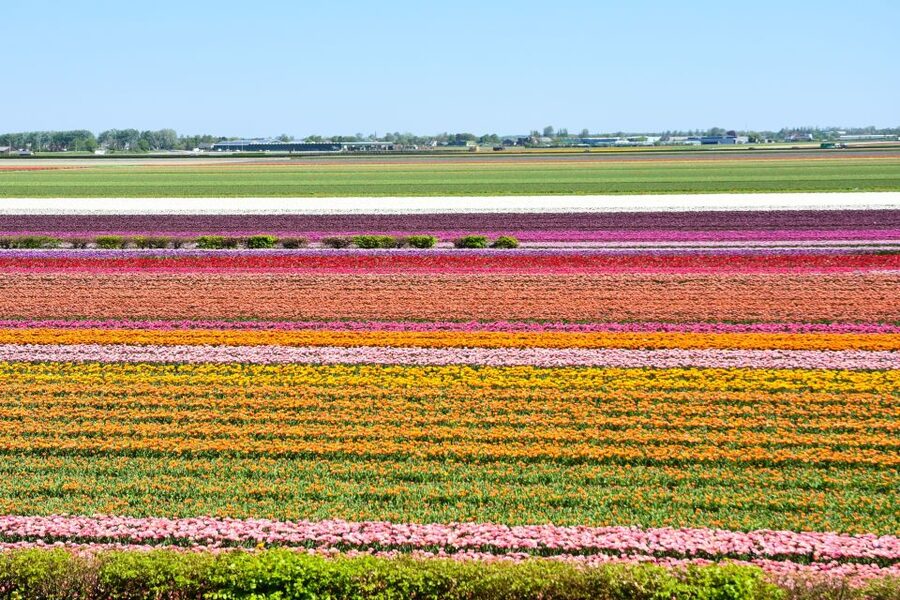 Amsterdam: Keukenhof and Zaanse Schans Live Guided Day Tour - Wooden shoes and Dutch cheese