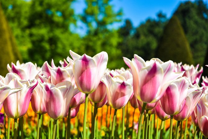 Amsterdam: Keukenhof and Zaanse Schans Windmills Guided Day Trip - Clogs and cheese, two short demonstrations