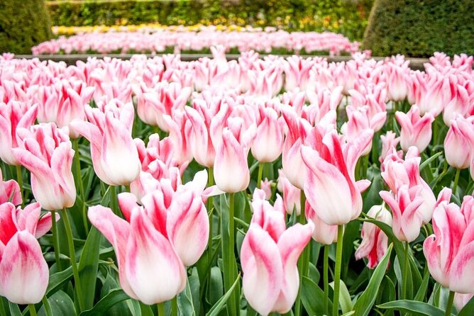 Amsterdam: Keukenhof Entry & Shuttle Bus with Flexible Return - Returning to Amsterdam every 30 minutes