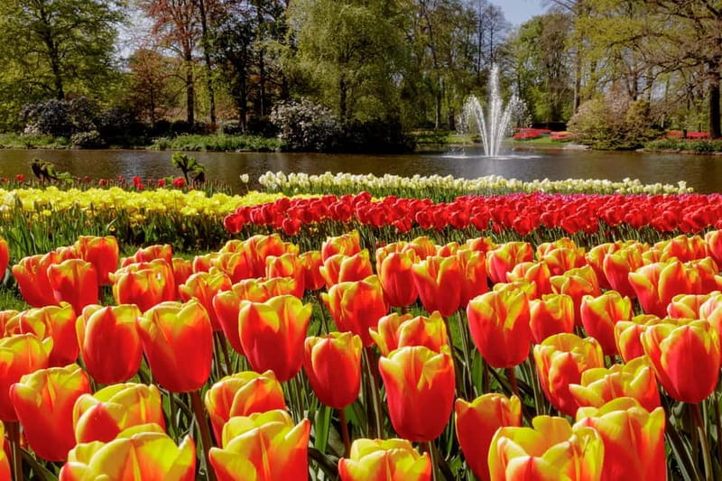 Amsterdam: Keukenhof Ticket and Roundtrip Shuttle Transfer - What the $40 price gets you