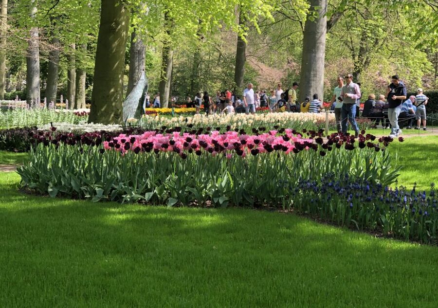 Amsterdam: Keukenhof Tulip Garden and Giethoorn Experience - The long road to Giethoorn