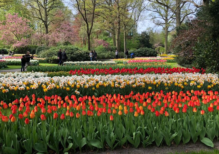 Amsterdam: Keukenhof Tulip Garden and Giethoorn Experience - Rain, walking, and the right gear
