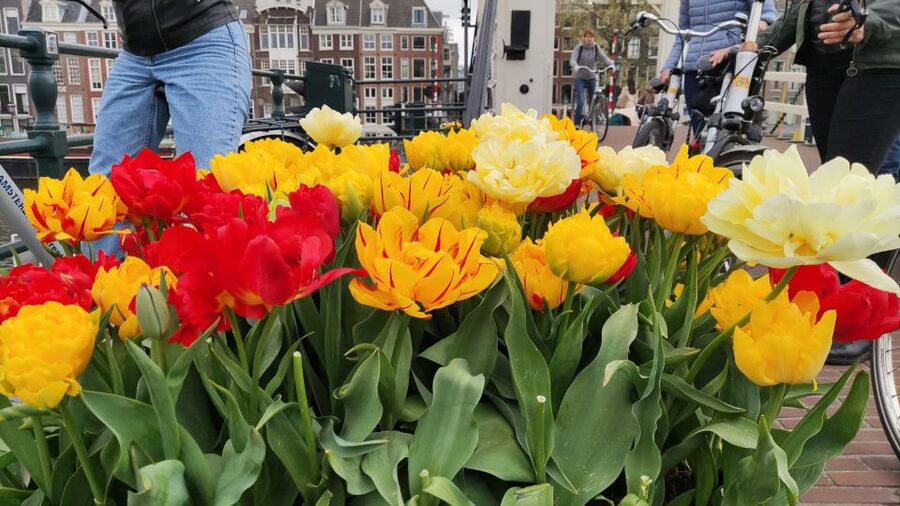 Amsterdam: Off the Beaten Path Bike Tour in French - Magere Brug, Amstelveld, and Reguliersgracht