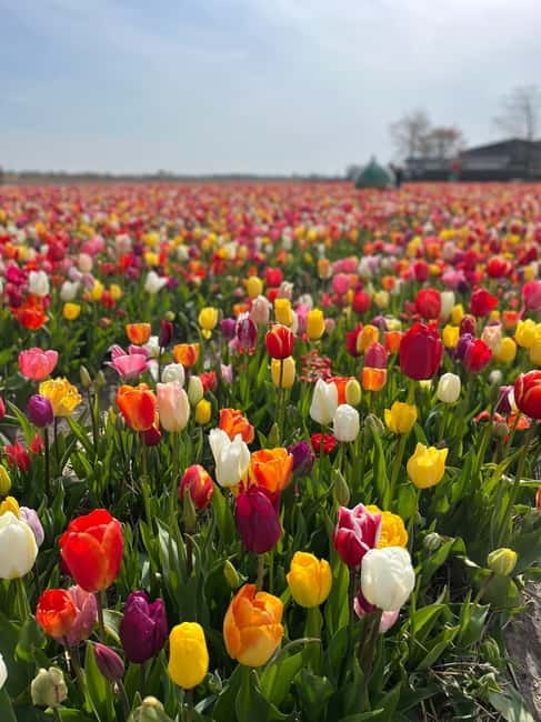 Amsterdam: Private Keukenhof and Free Tulip Tour - Value at $637 for up to three people