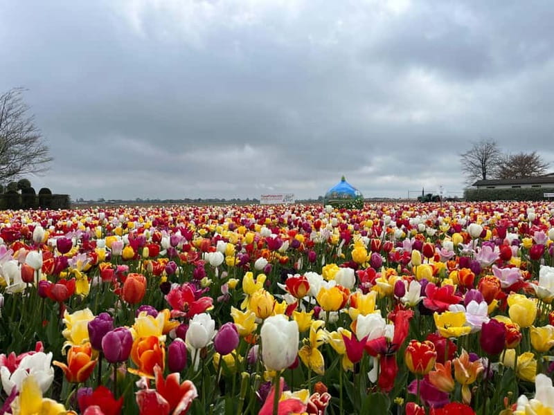 Amsterdam: Private Keukenhof and Free Tulip Tour - What to confirm before you reserve
