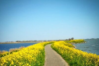 Amsterdam’s Countryside Half-Day Bike Tour in Small Group