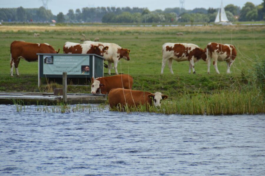 Amsterdam: Tour to Keukenhof Gardens with Windmill Cruise - The best feature: freedom after arrival