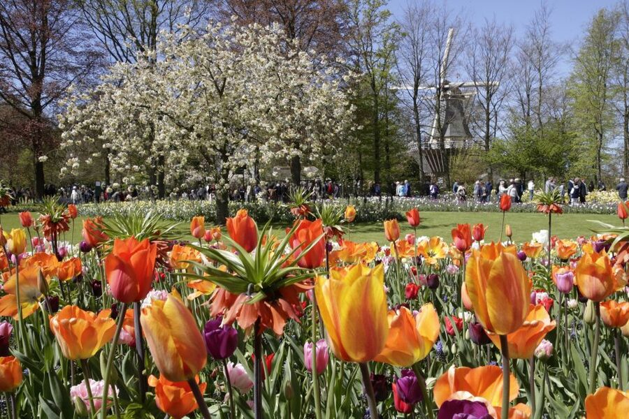 Amsterdam: Tour to Keukenhof Gardens with Windmill Cruise - Who will enjoy this tour most?