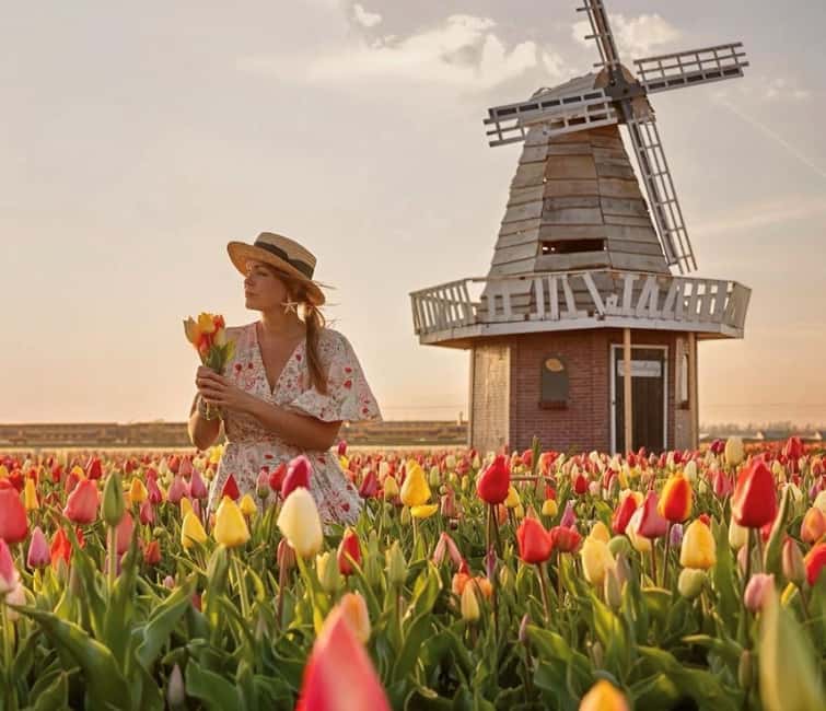 Amsterdam : Tulip Wonderland Tour - From Amsterdam Noord to the tulip fields