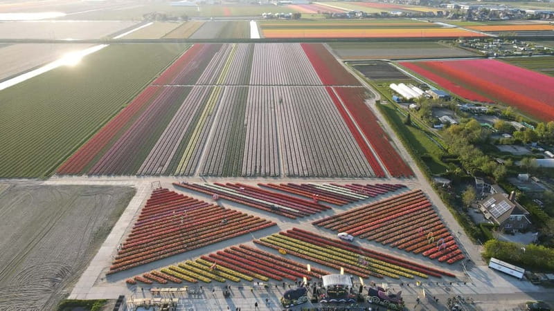 Amsterdam : Tulip Wonderland Tour - A friendly guide and a simple format