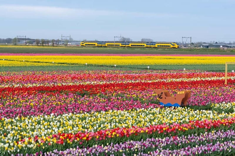Amsterdam : Tulip Wonderland Tour - What the $37 price really covers