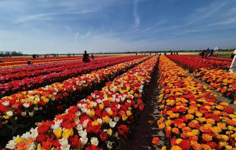 Amsterdam : Tulip Wonderland Tour - Two hours to walk, photograph, and stop for lunch